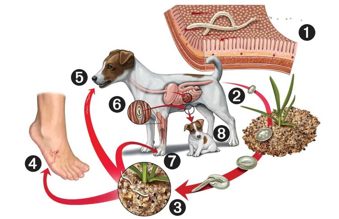 ciclo vital dos parasitos