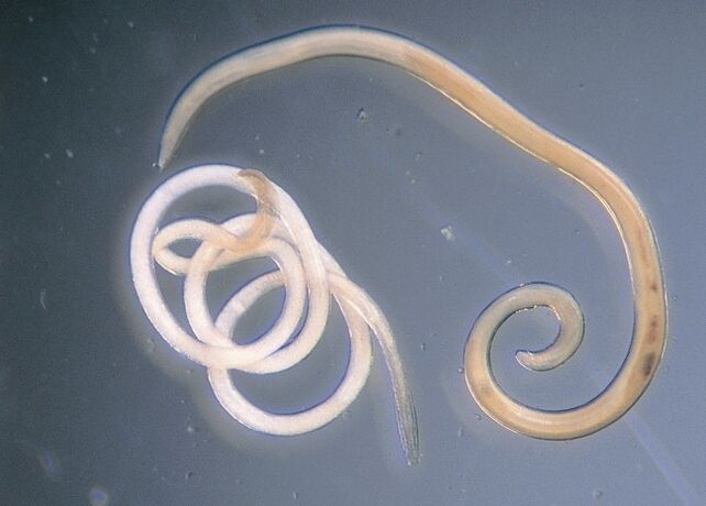 Nematodos